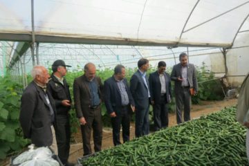 بازدید فرماندار استهبان از گلخانه تولید خیار درختی