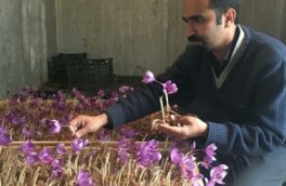 کشت زعفران در بستر ایروپونیک برای نخستین بار در کشور