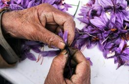 جداسازی کلاله یا پرکردن گل زعفران با رعایت پروتکل های بهداشتی قابل انجام است.