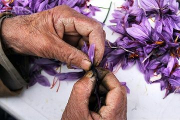 جداسازی کلاله یا پرکردن گل زعفران با رعایت پروتکل های بهداشتی قابل انجام است.