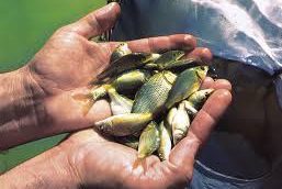 رها سازی ۵۰۰۰ قطعه بچه ماهی در سد رودبال استهبان