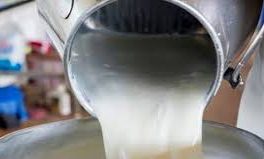 تولید سالیانه ۹۰۰۰ تن شیر در استهبان