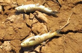 تلف شدن صدها ماهی در سد رودبال استهبان