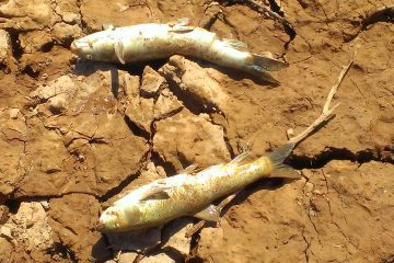 تلف شدن صدها ماهی در سد رودبال استهبان