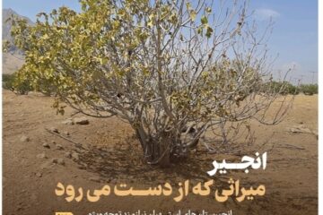 انجیر، میراثی که از دست می رود