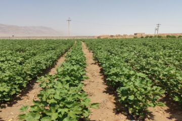 احیای «طلای سفید» در دل شهرستان استهبان