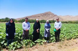 تنها مزرعه آفتابگردان استهبان زیر ذره‌بین کارشناسان
