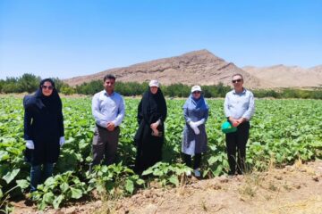 تنها مزرعه آفتابگردان استهبان زیر ذره‌بین کارشناسان