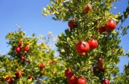استهبان برای برداشت بیش از ۷۰ هزار تن انار آماده می‌شود